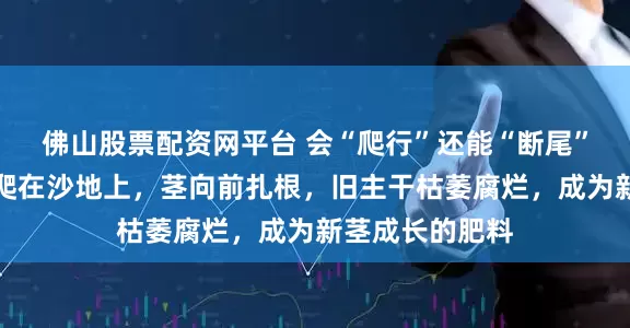 佛山股票配资网平台 会“爬行”还能“断尾”？毛虫仙人掌爬在沙地上，茎向前扎根，旧主干枯萎腐烂，成为新茎成长的肥料